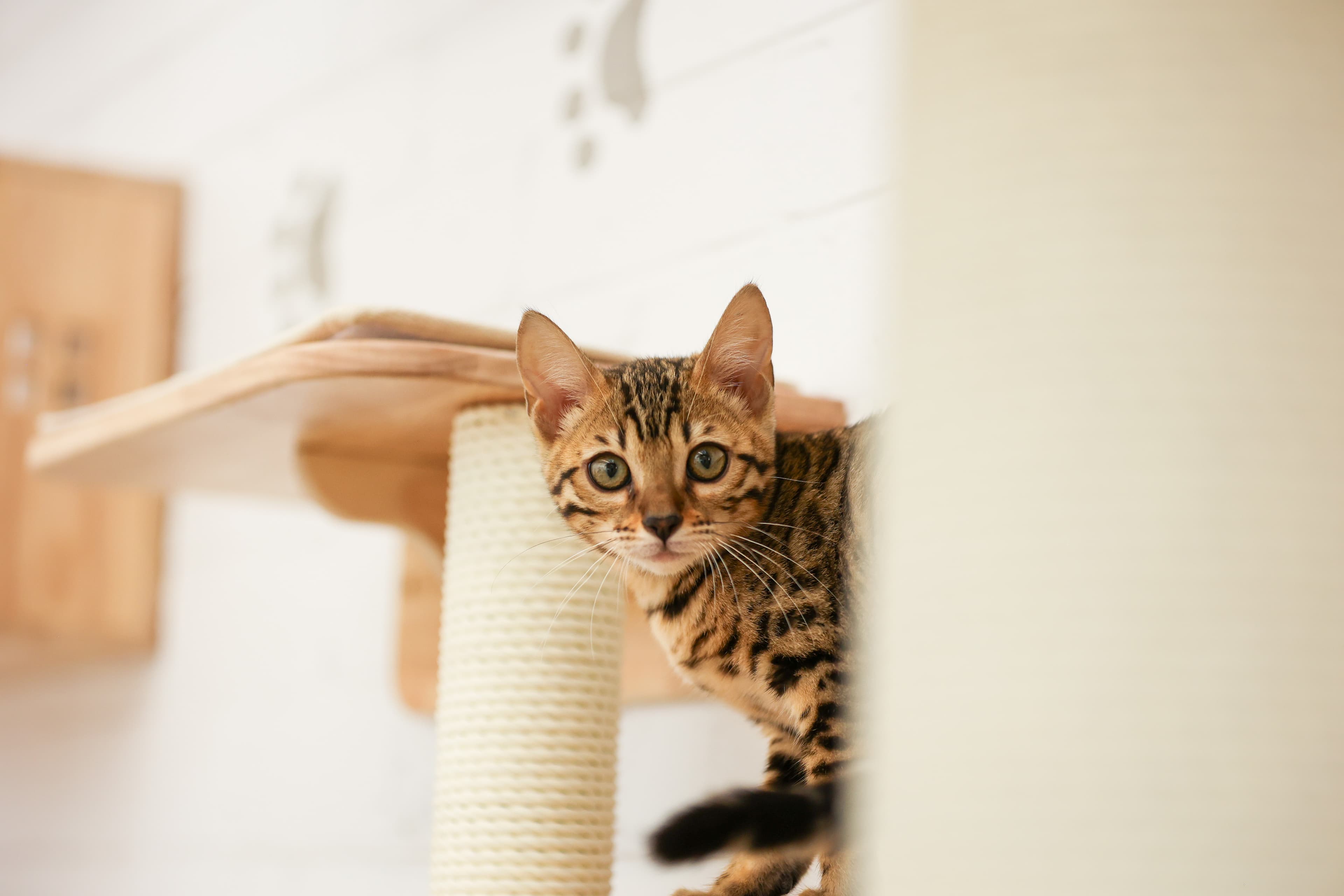 Bengal cat at cat cafe